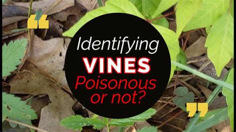 testing bottles of wine with rats|how to find poisonous wines.